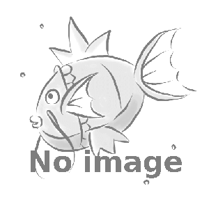 101/DP-P ピカチュウLV.14： ポケモンセンター10周年記念オリジナル