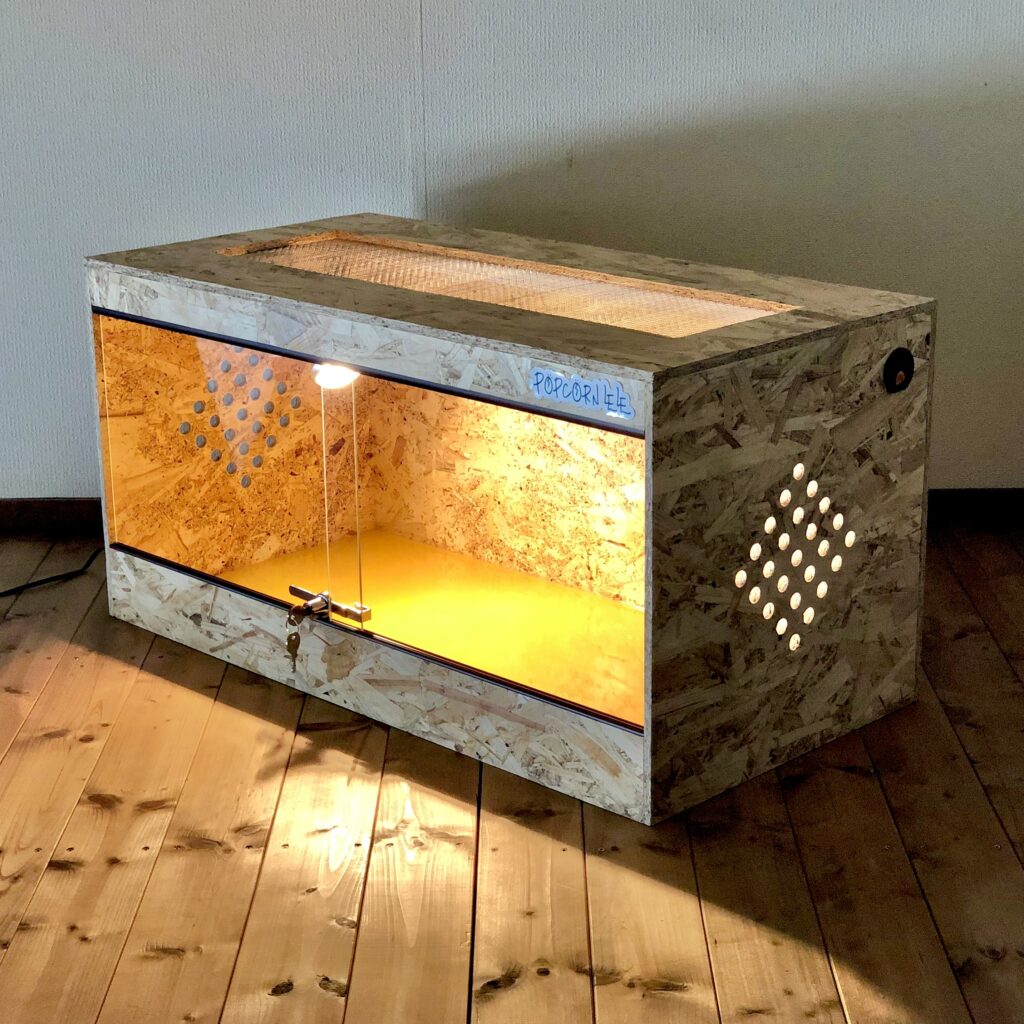 フトアゴヒゲトカゲに人気の規格、オプションのご紹介 / POPCORN LELE