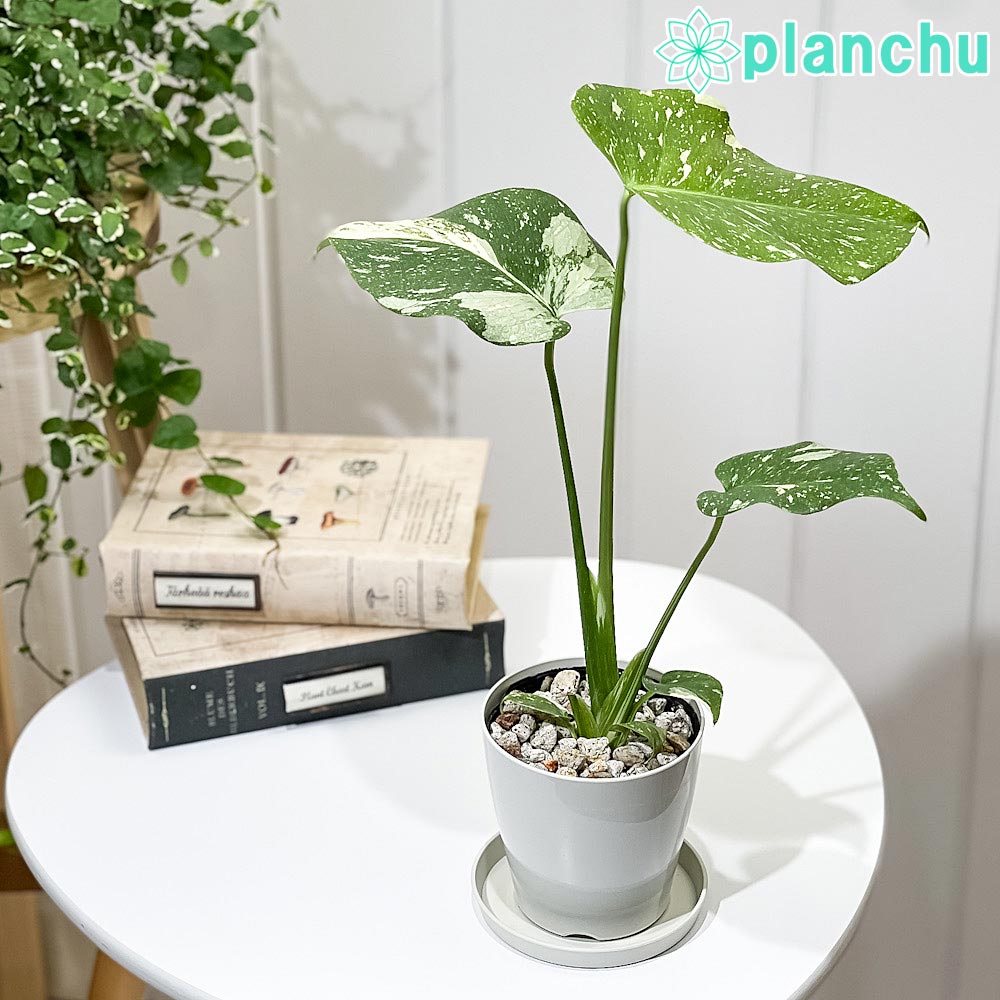 PLANCHU 観葉植物 モンステラ タイコンステレーション Monstera
