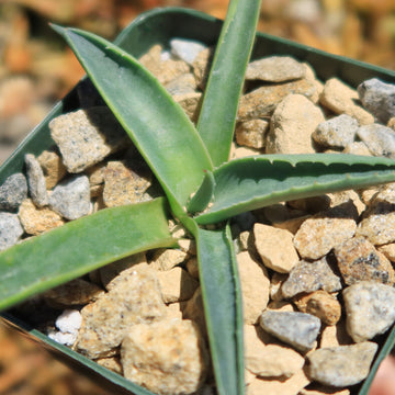 Shop 'Parry's Agave – Agave parryi' For Sale | Planet Desert
