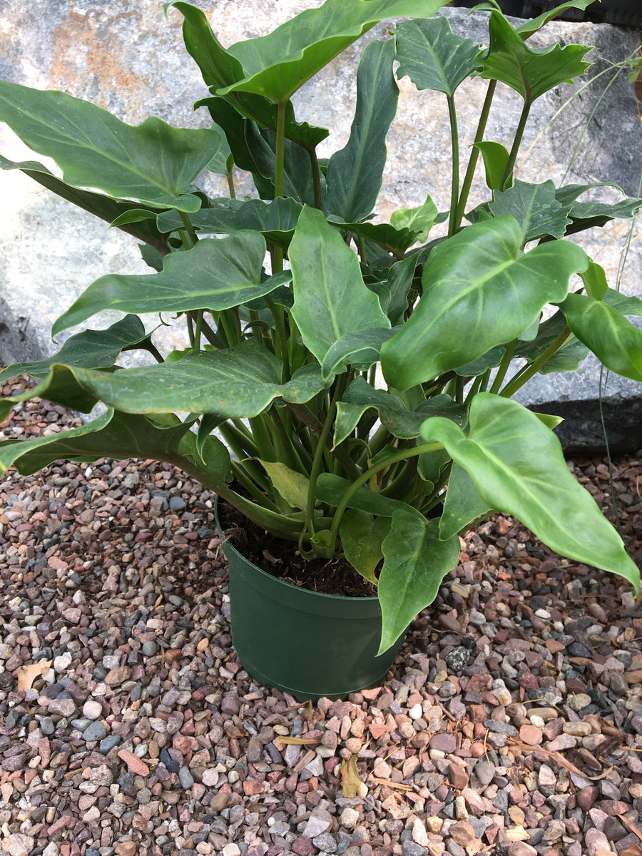 Philodendron 'Xanadu' – Plant Material