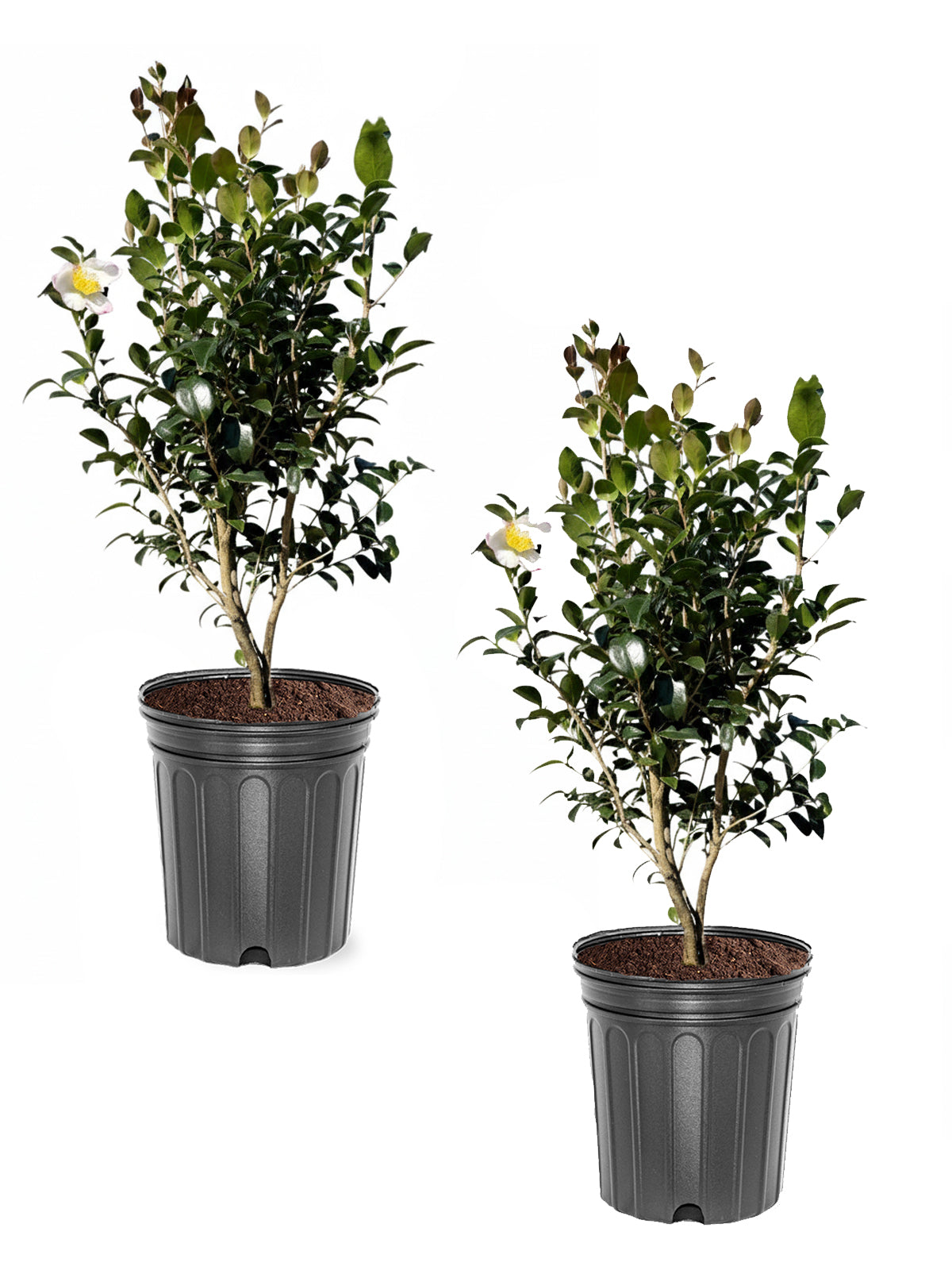 Camellia Sasanqua - Setsugekka – Plant Me Green