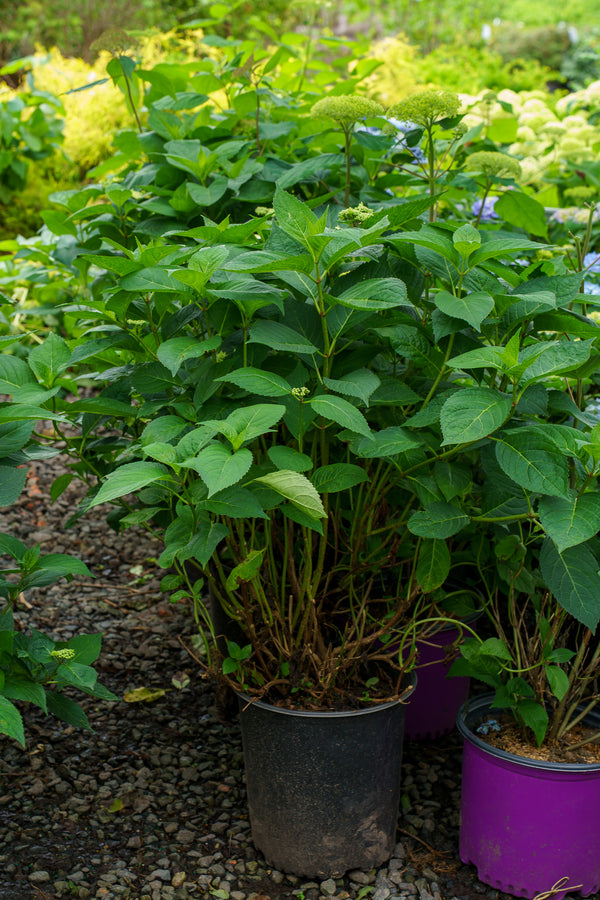Tokyo Delight Bigleaf Hydrangea – Plant Detectives