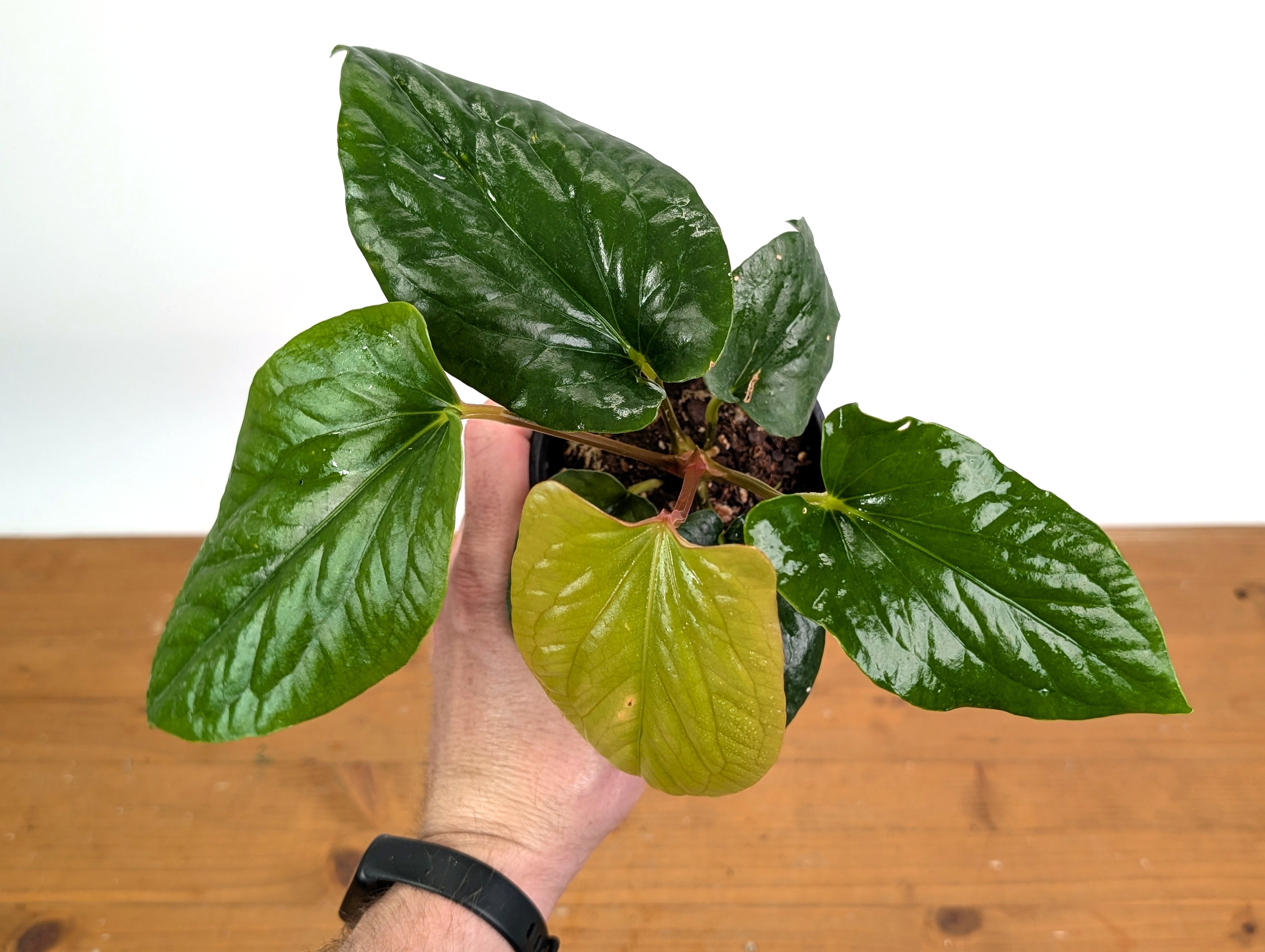 Anthurium 'Happy Bunny' (Pinkleyi x Luxurians) – PLANTAMANI Plants