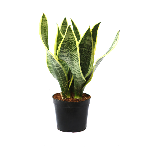 Sansevieria Superba - Plant Jungle