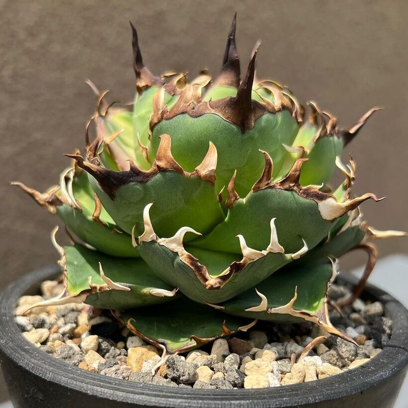 アガベ チタノタ ハデス(黒帝斯)の特徴と育て方｜恐竜のような長い棘と