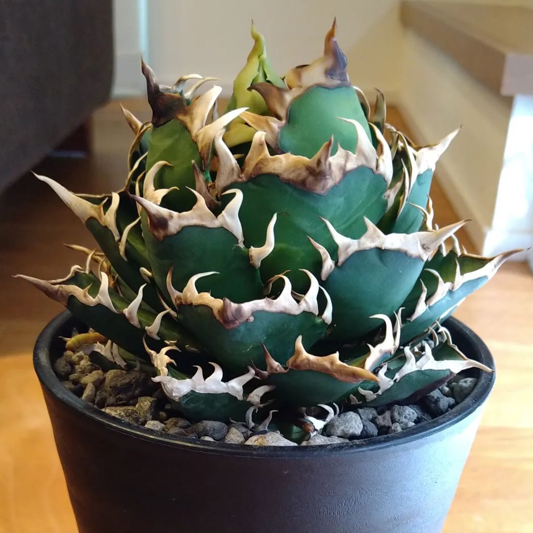 選抜株 アガベ チタノタ 赤猫 ゴリ猫 レッドキャットウィーズル