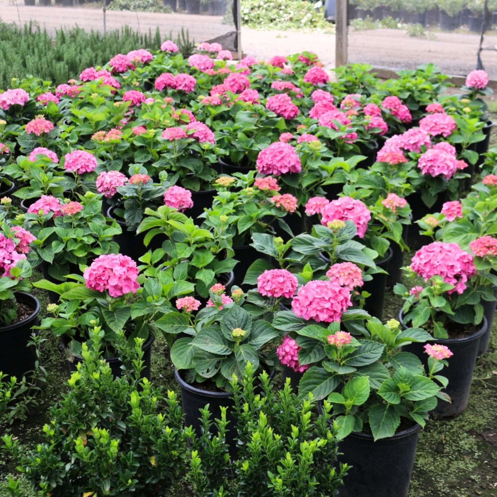Pink Mophead Hydrangea (Hydrangea macrophylla) – Plants Express