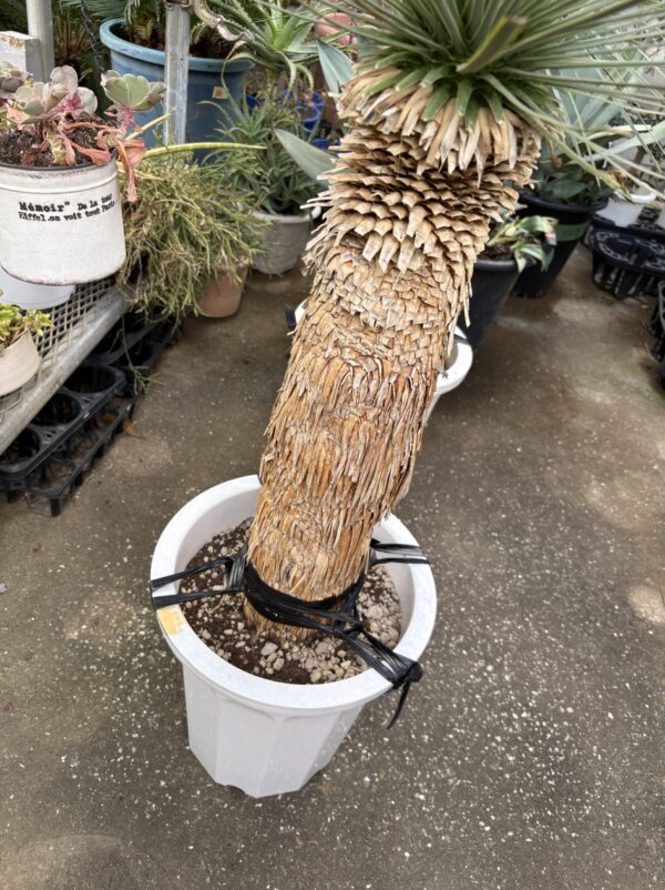 ユッカ・ロストラータ 10号 | Plants Shop Big Smile 通販