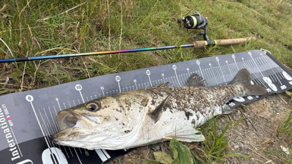 ワールドシャウラリミテッド2832Rを1年間使い込んだインプレッション