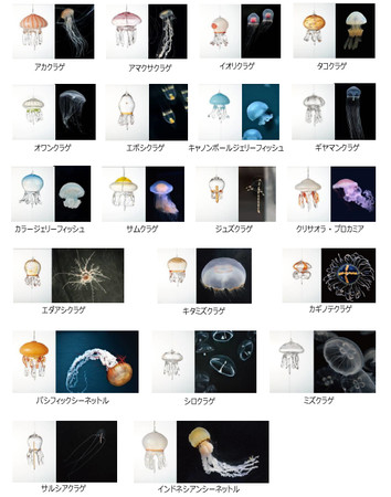 京都水族館】20種類、130個の“クラゲ風鈴”が織りなす涼やかな音色