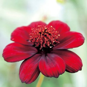 チョコレートコスモス チョカモカ | PROVEN WINNERS (PW)【植物の国際