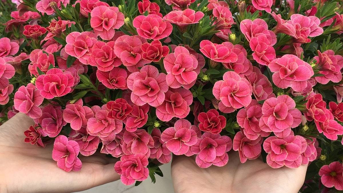 スーパーベル® | PROVEN WINNERS (PW)【植物の国際ブランド】