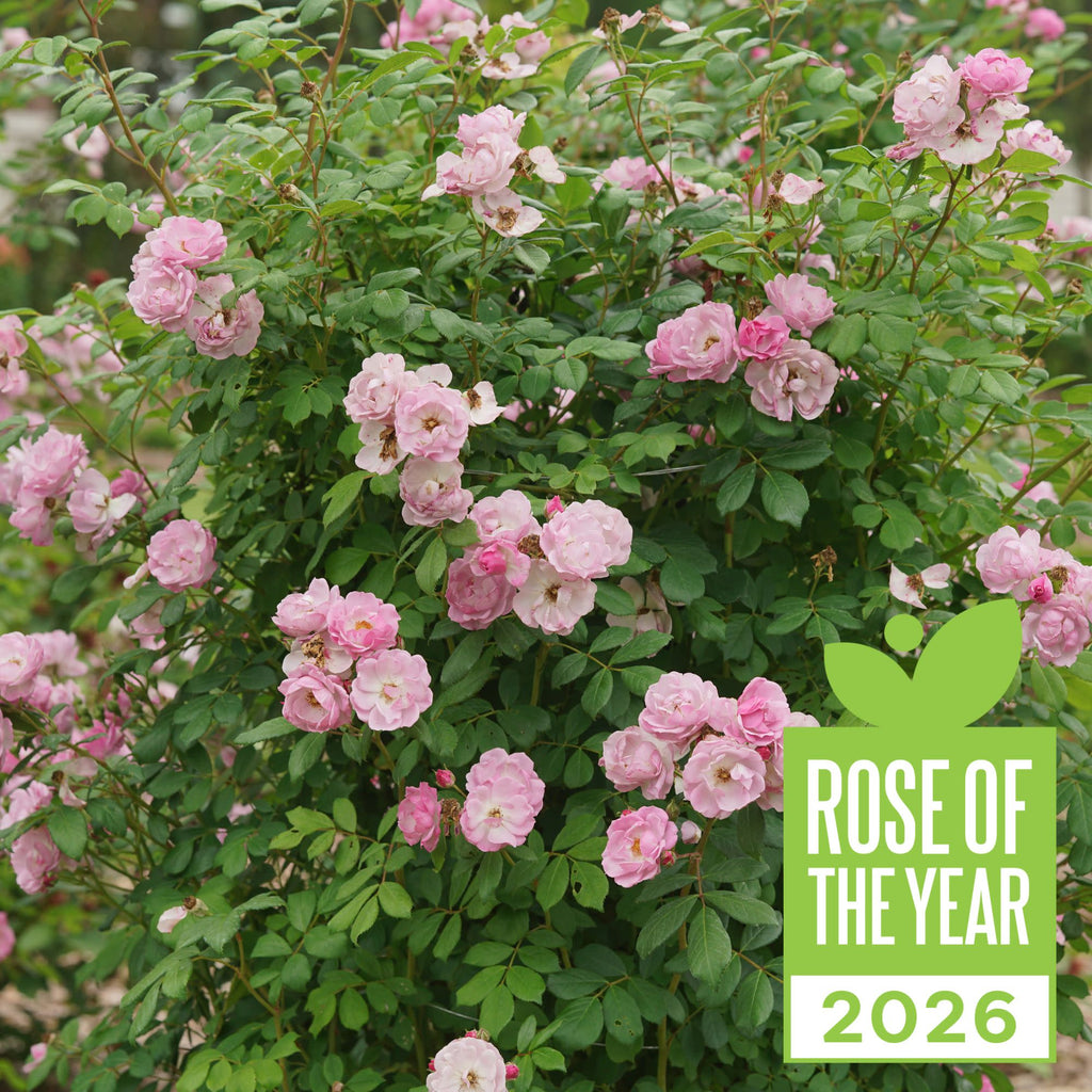 Rose | Rise Up Lilac Days® | Proven Winners® Shrubs – Proven