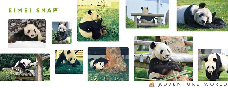 ジャイアントパンダ「永明（えいめい）」30歳記念フォトブック「永明