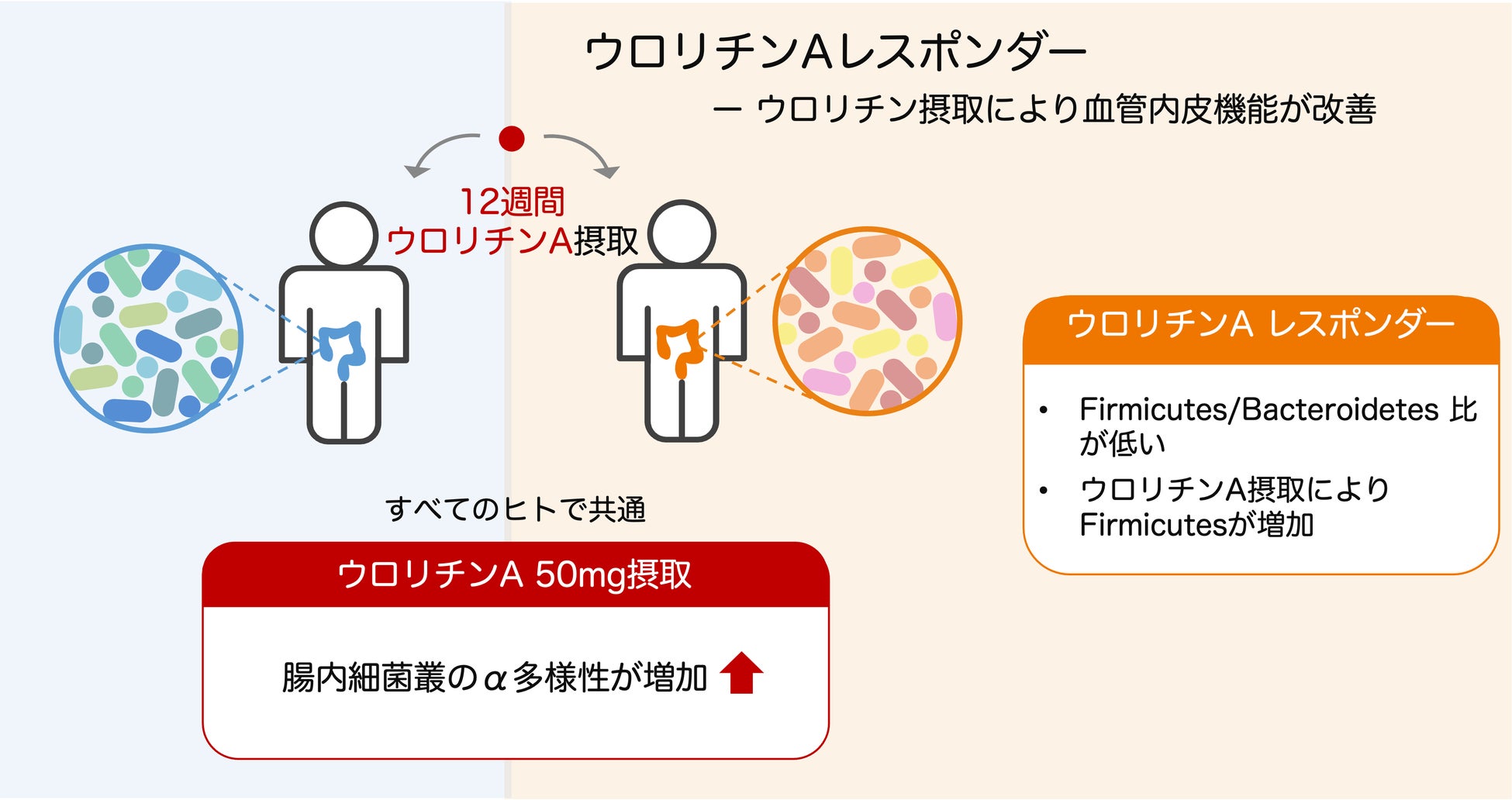 メタジェンx ダイセル】ウロリチンによる血管内皮機能改善効果と腸内
