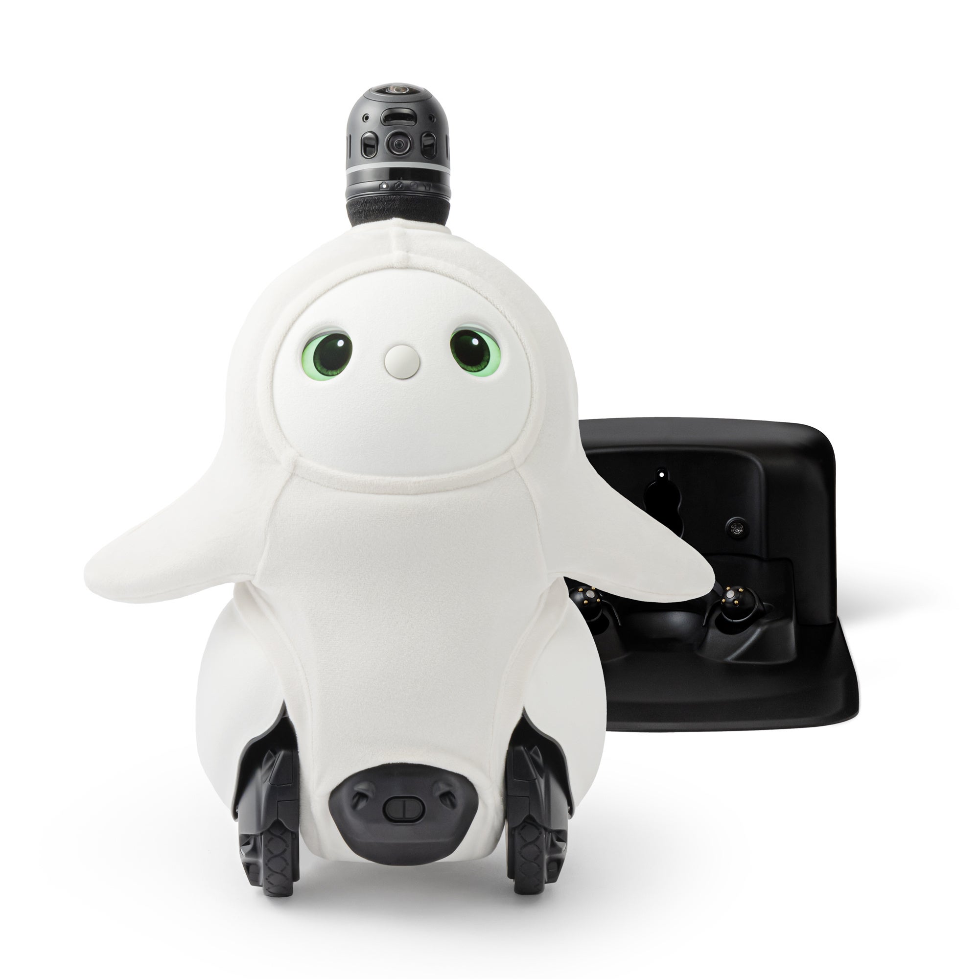 雪のようにまっしろで、やわらかな瞳が特徴の純白の“しろ”が2024年12月