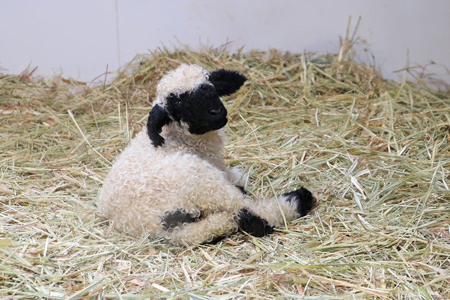 誕生‼世界一可愛い羊の、赤ちゃん生まれました！ | 株式会社メリー