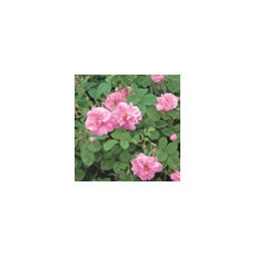 ノエビア】「ノエビア スペチアーレ」より、洗練された美しさを演出