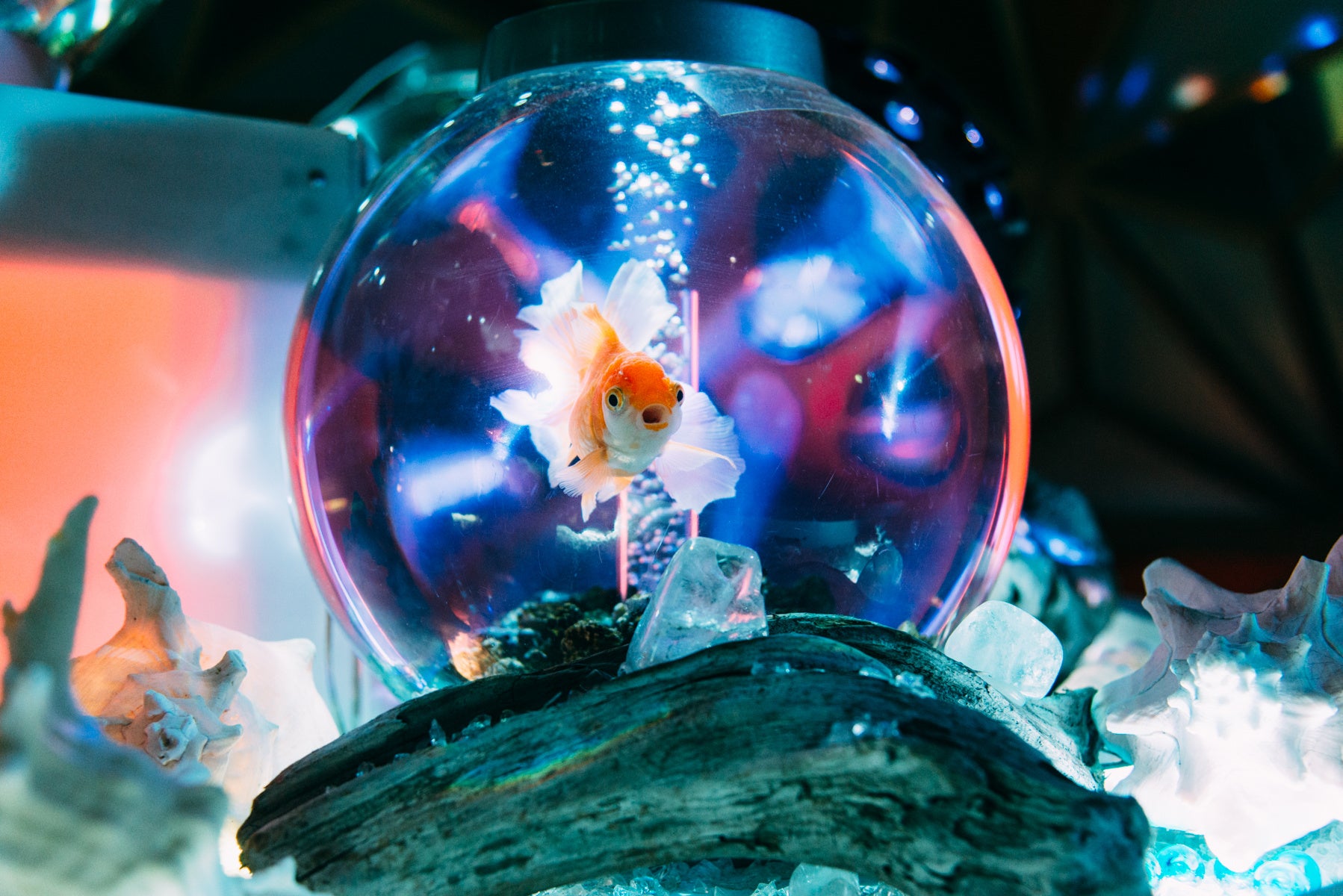 4/25 OPEN】金魚がたどり着いた楽園「沖縄金魚ミュージアム