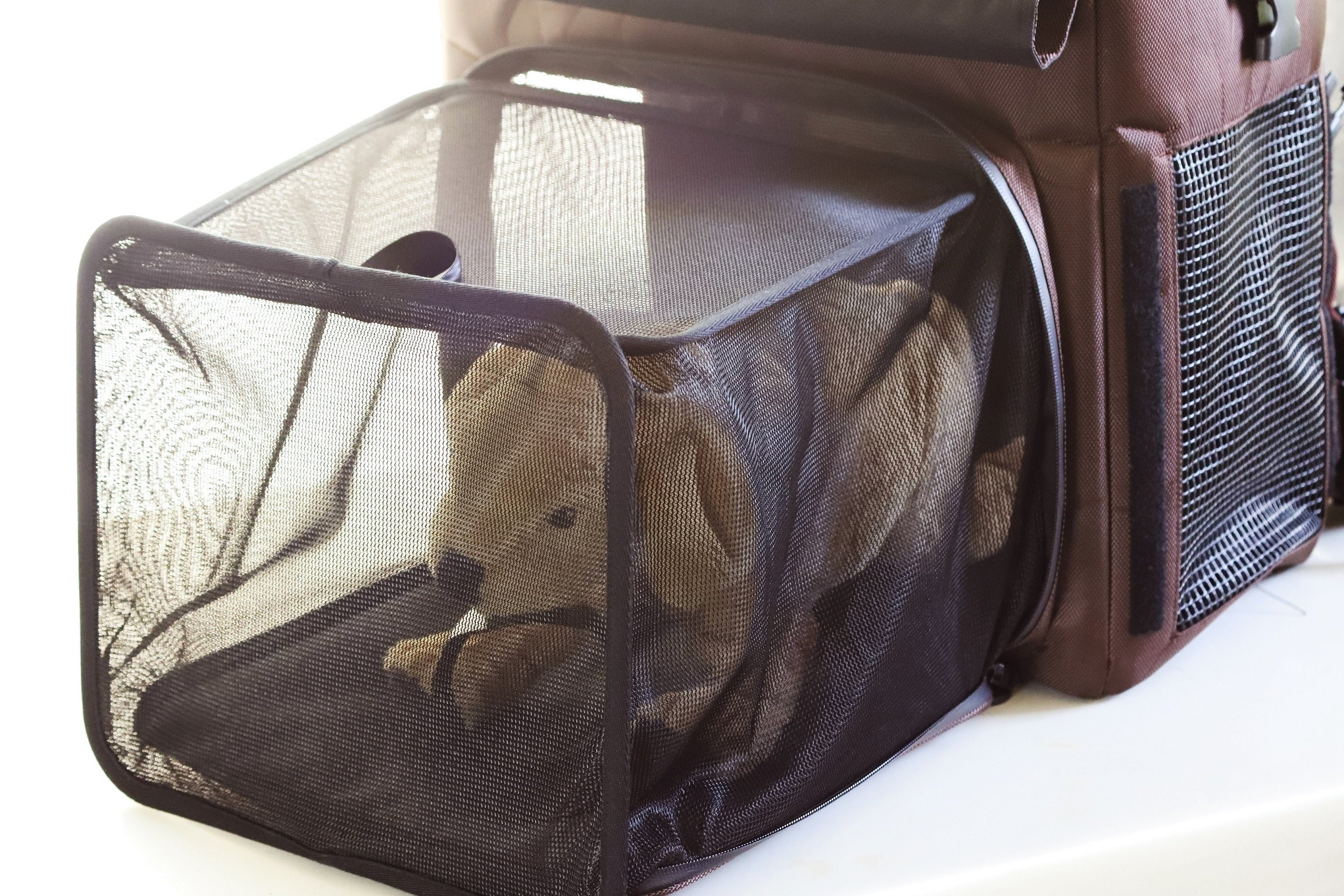 ペットとの同行避難】避難先でケージとしても使えるキャリーバッグ