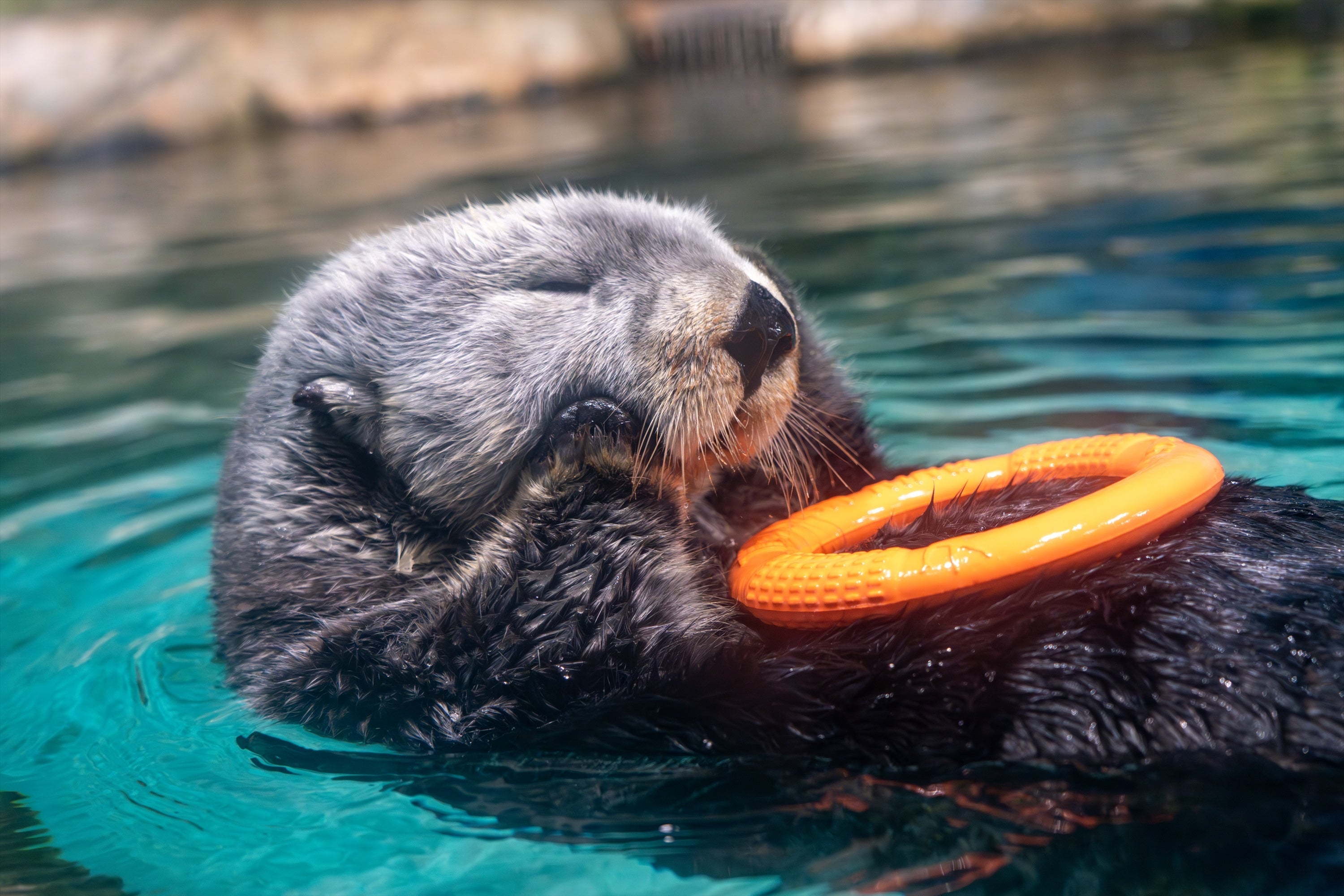 たちまち重版!!】かわいらしい姿から野生の生態まで今のラッコのすべて