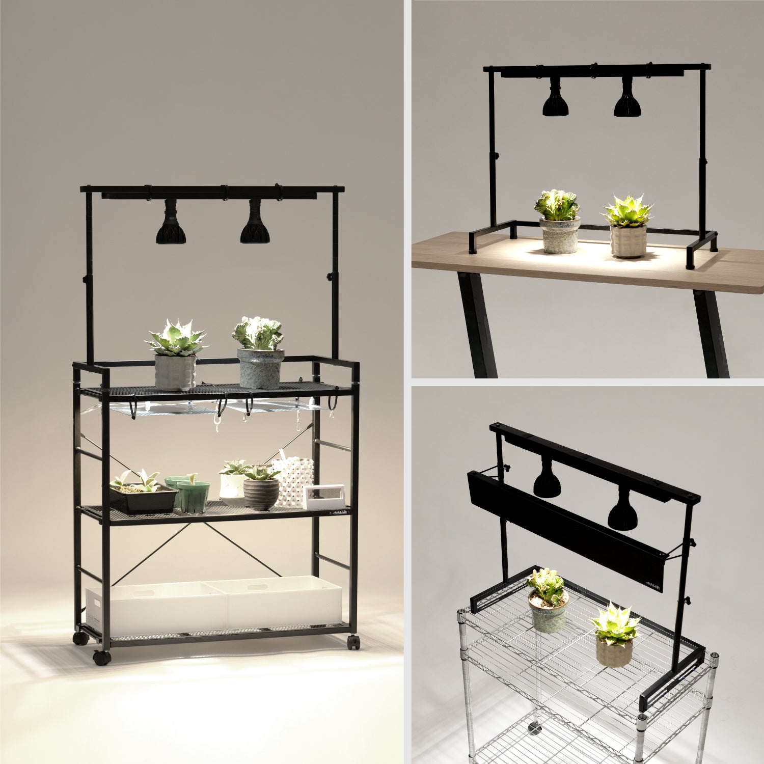 ビザールプランツ】アガベなど多肉植物の育成環境を最適化。組み合わせ