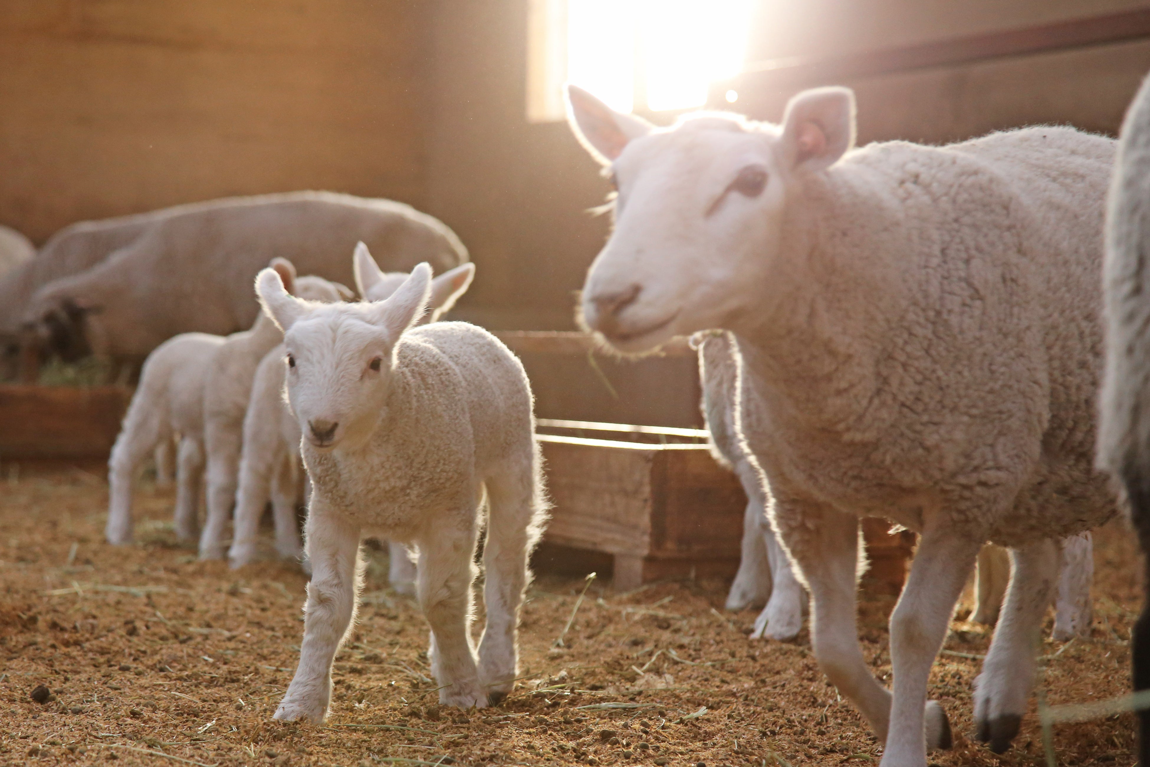 動物の赤ちゃんニュース】マザー牧場で赤ちゃん羊 第1号が誕生しました