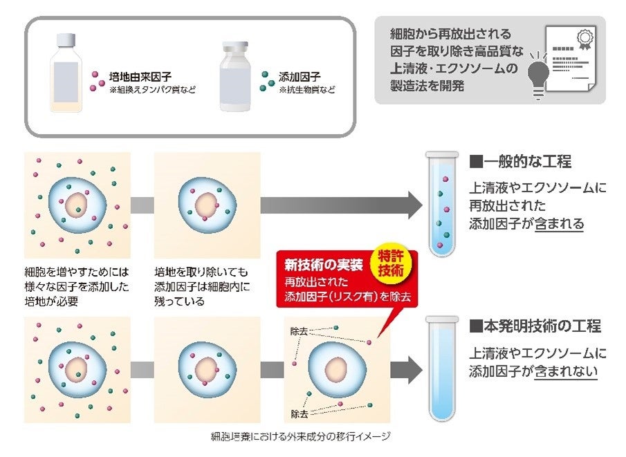 セルプロジャパン株式会社の幹細胞研究から誕生したヒト羊膜由来幹細胞