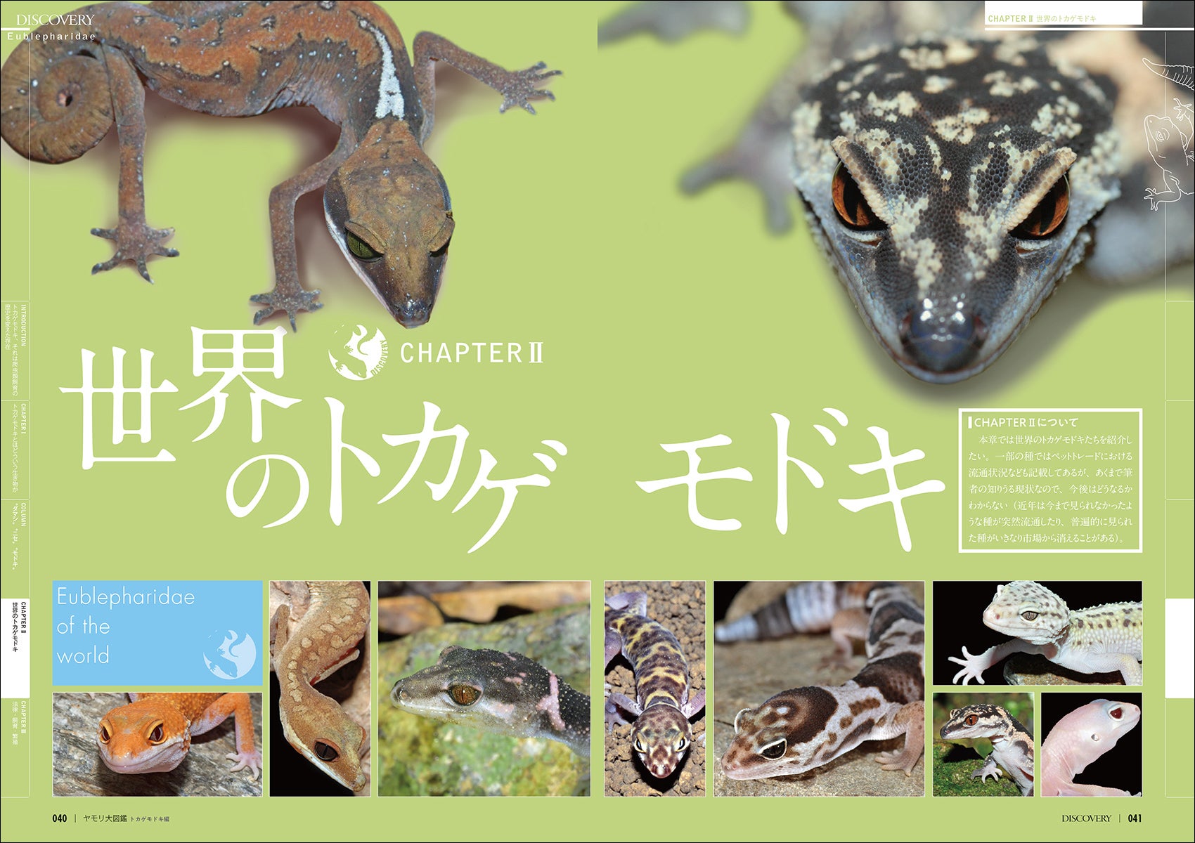 ヒョウモントカゲモドキ品種図鑑 = LEOPARD GECKO Morph B… ヒョウモン