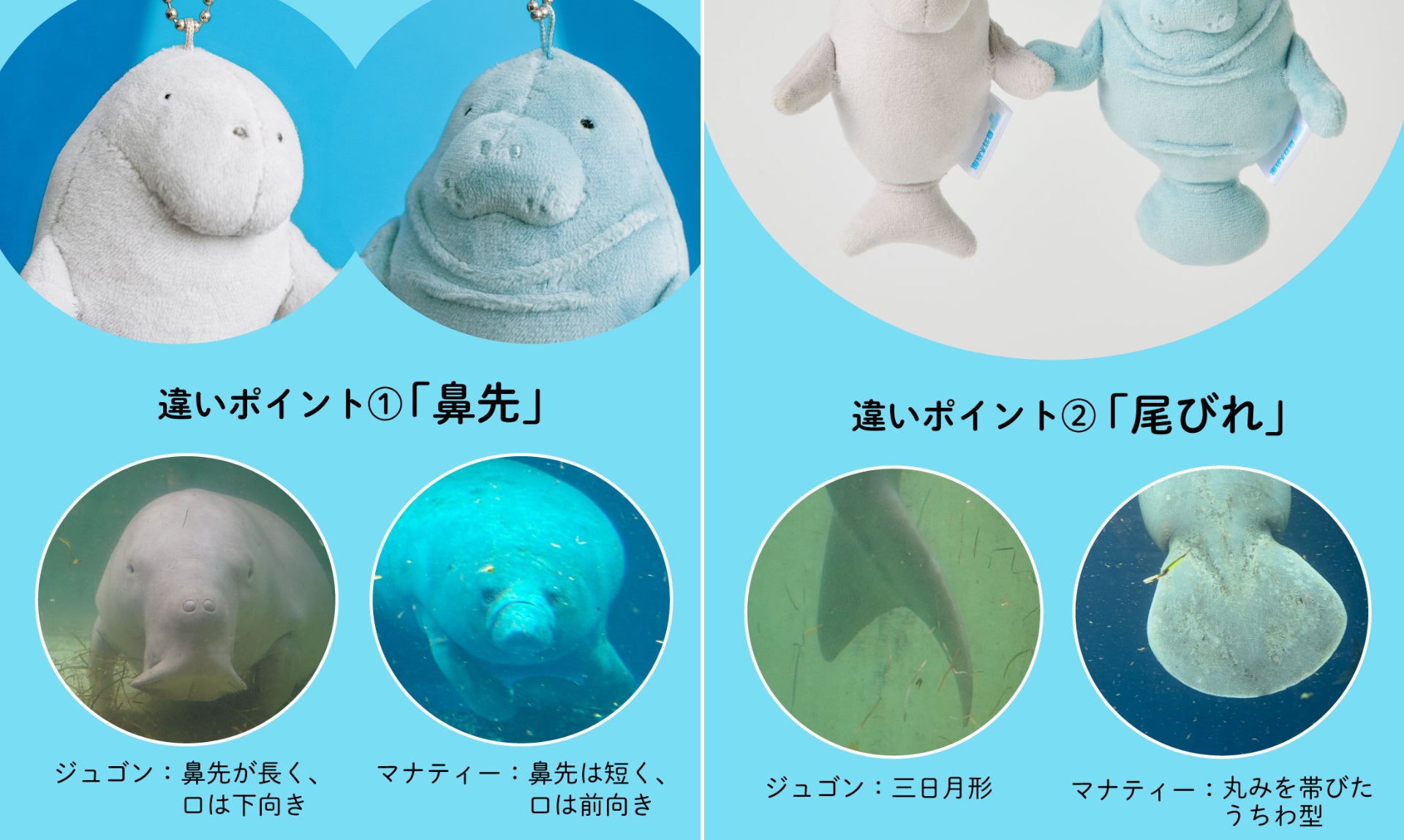 世界唯一の奇跡の共演！ 鳥羽水族館でしか会えない“ジュゴン