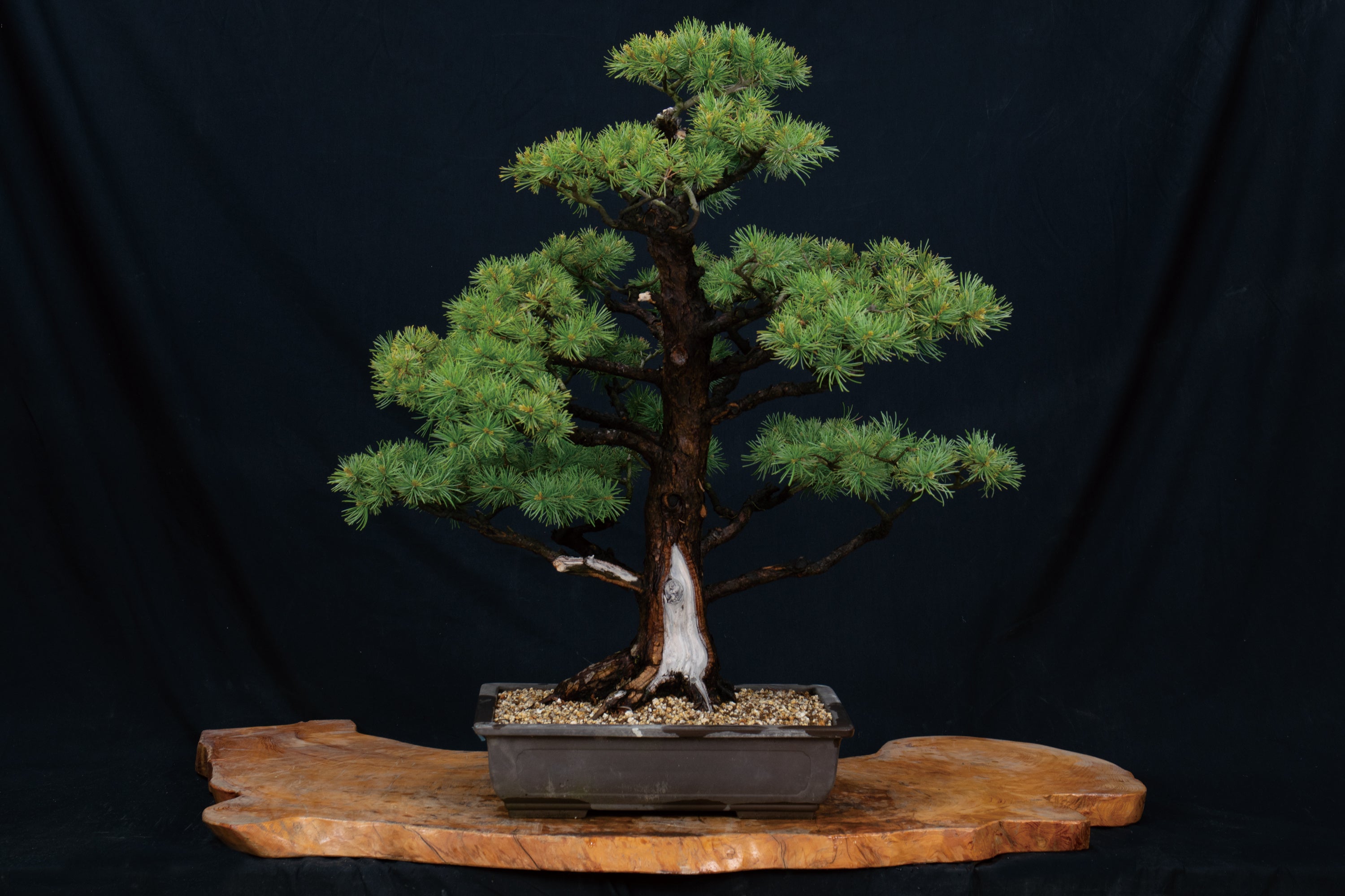 盆栽の女王】赤石五葉松のレンタルが可能に！盆栽がもっと身近になる