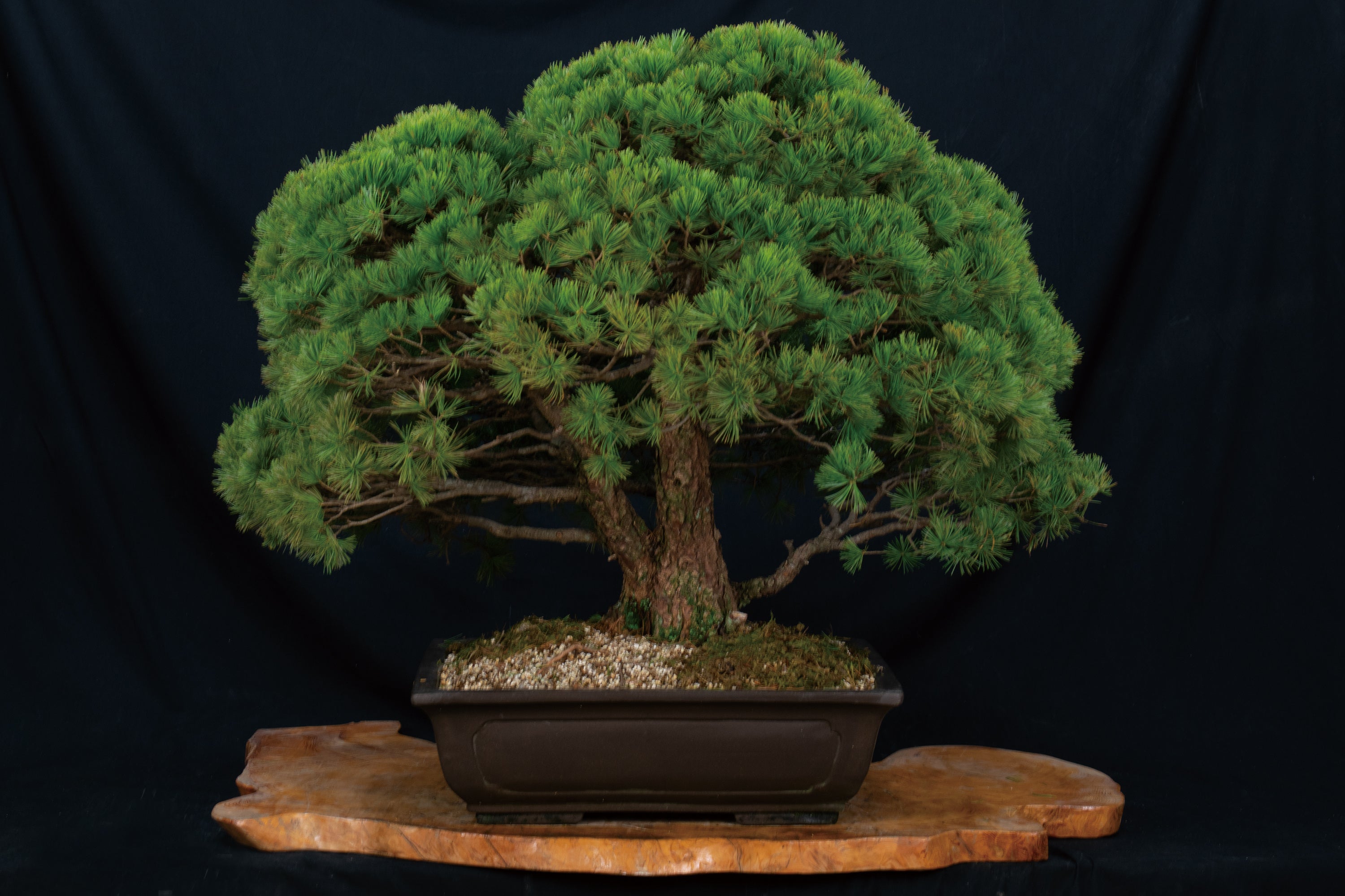 盆栽の女王】赤石五葉松のレンタルが可能に！盆栽がもっと身近になる