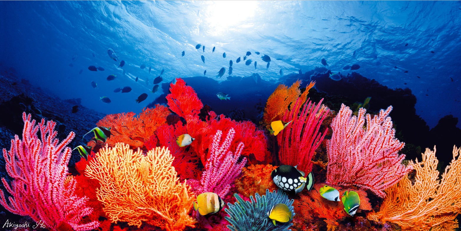 深いブルーに包まれた海底世界で繰り広げられる、命と色彩が奏でる愛の