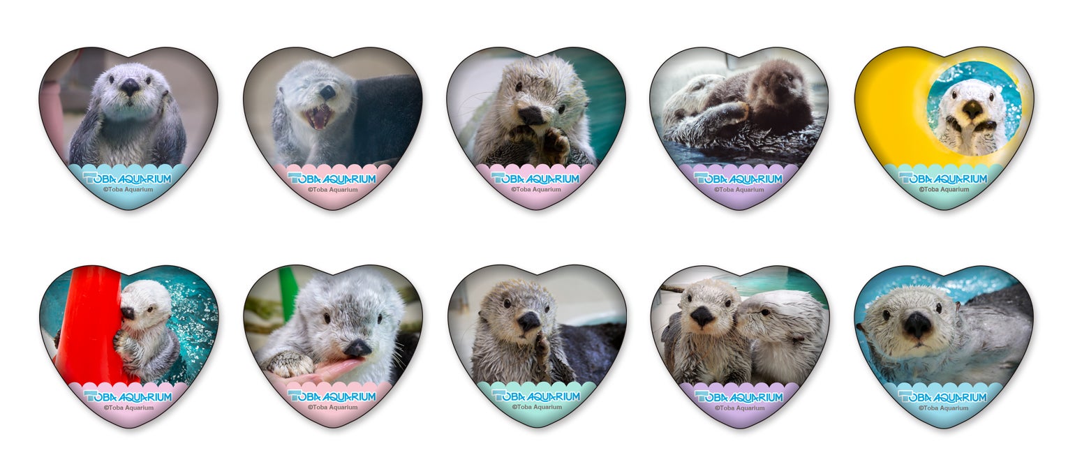 鳥羽水族館』のアイドル！ 「ラッコのメイちゃん」のお誕生日を記念