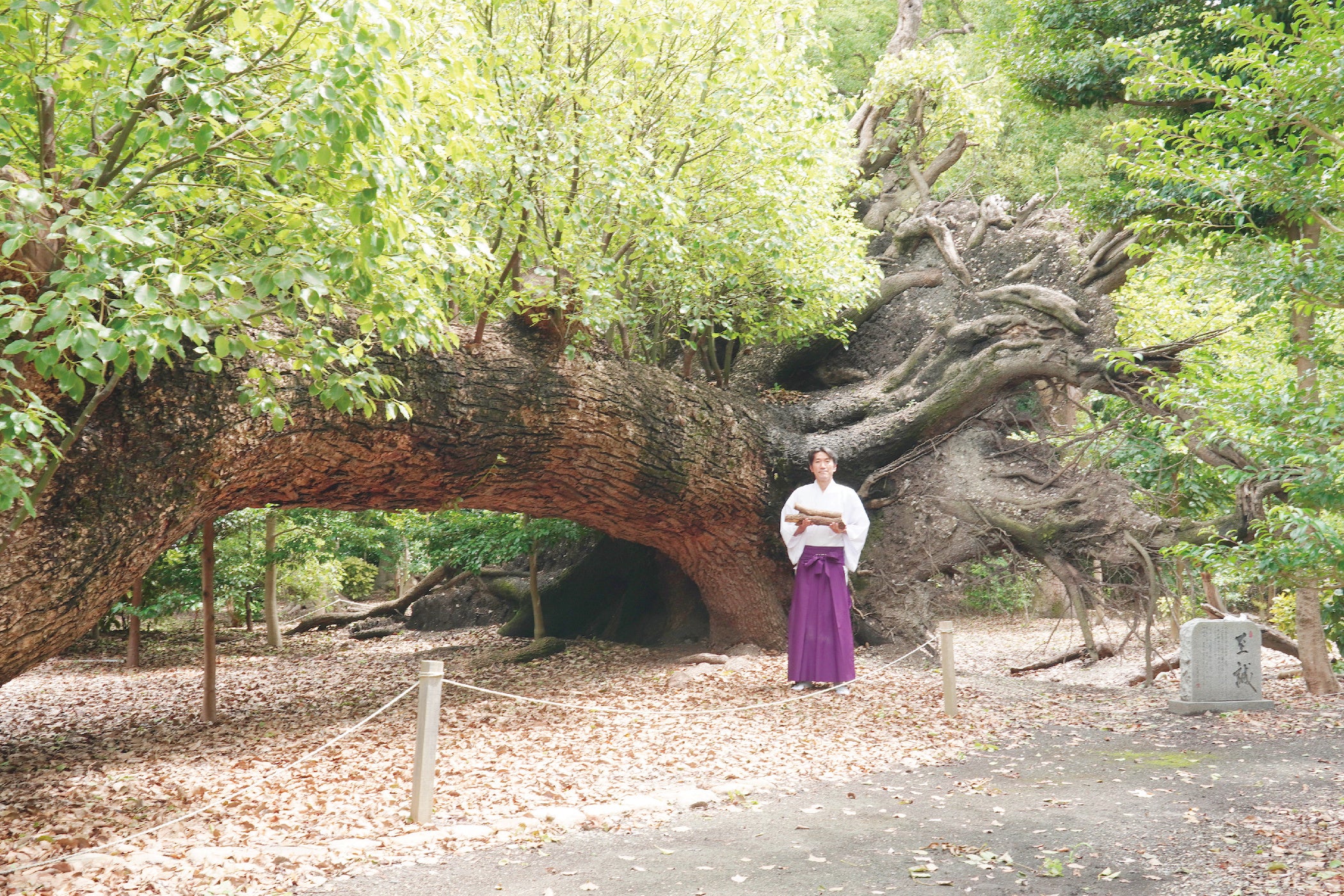 泉穴師神社】 樹齢600年の御神木・鎮守の森のクスノキから作られた
