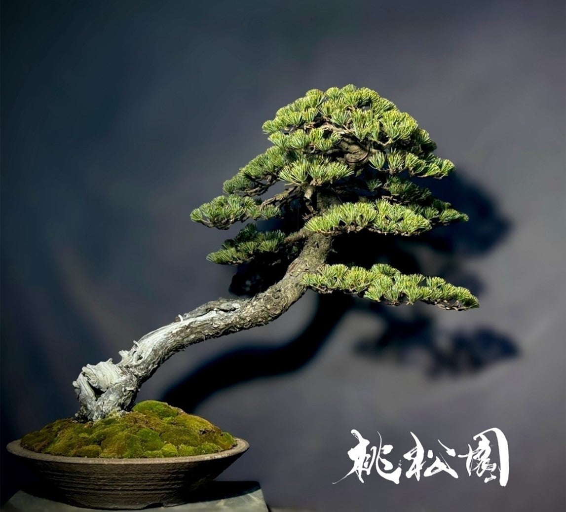 阪急メンズ大阪】 盆栽作家チーム「桃松園」関西初となるポップアップ