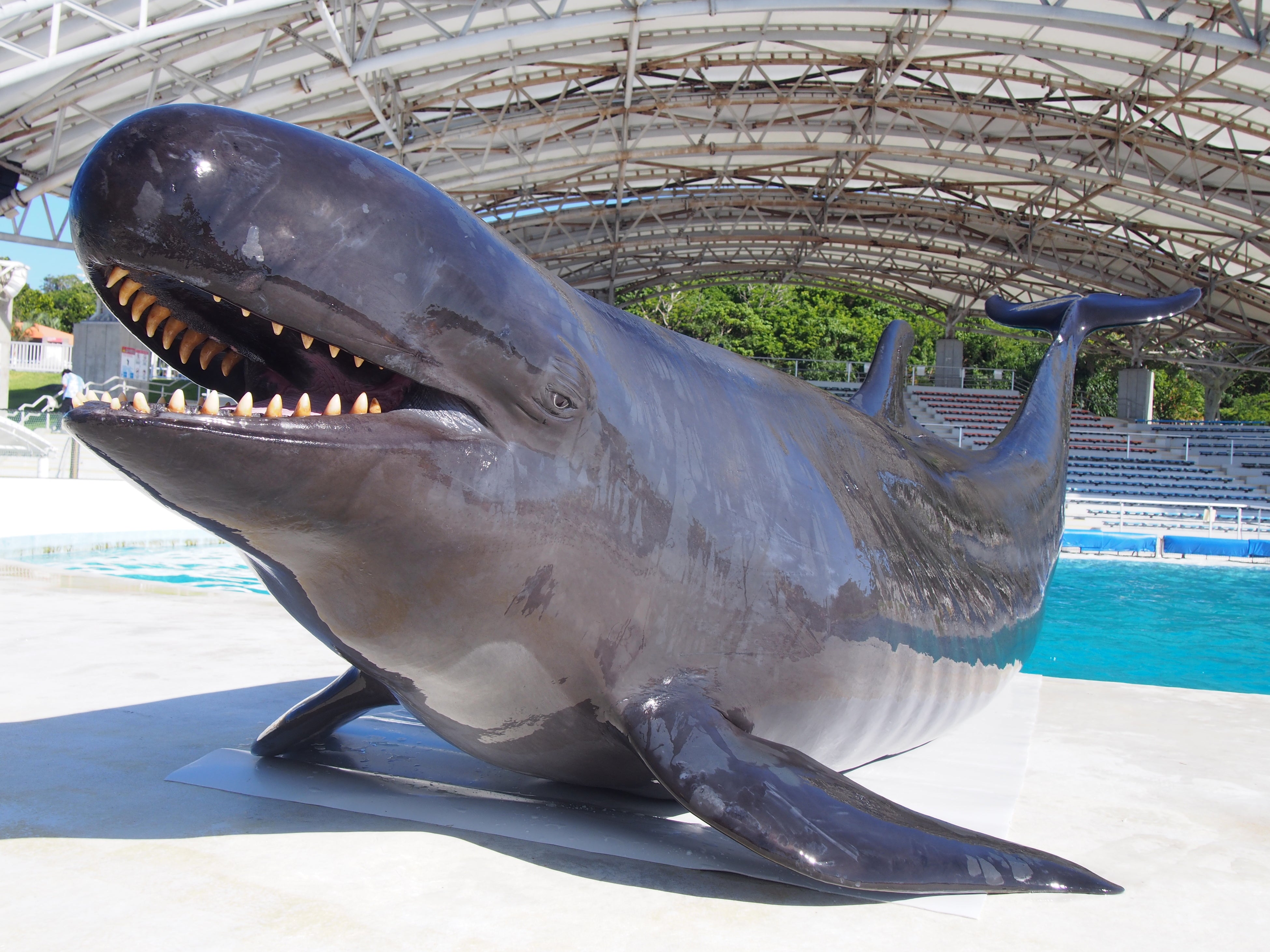 沖縄美ら海水族館】イルカと楽しむ全身で感じる夏！『Summer Show