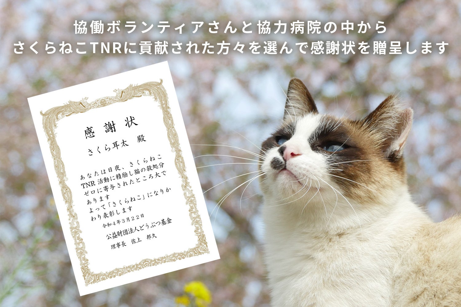 猫の日 さくらねこ22万2222頭へ どうぶつ基金 | 公益財団法人どうぶつ