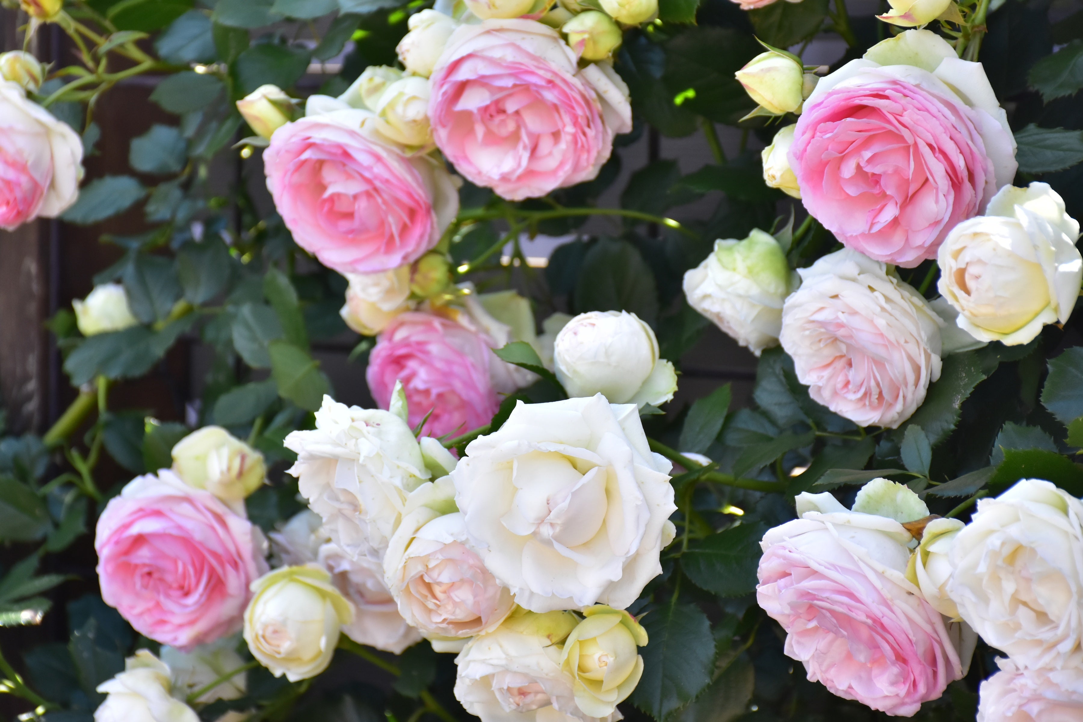 アール・ヌーヴォーのガラス作品が美の競演 第1回 企画展 「芸術の花