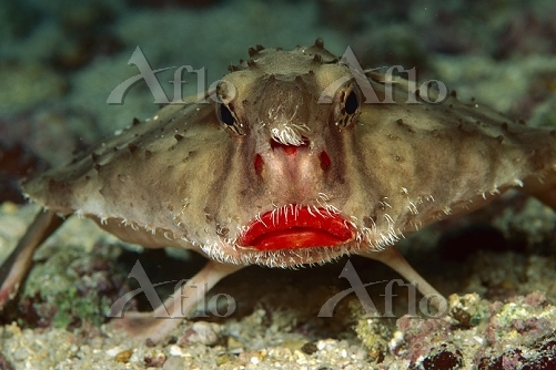 バットフィッシュ [15680289]の写真素材 - アフロ