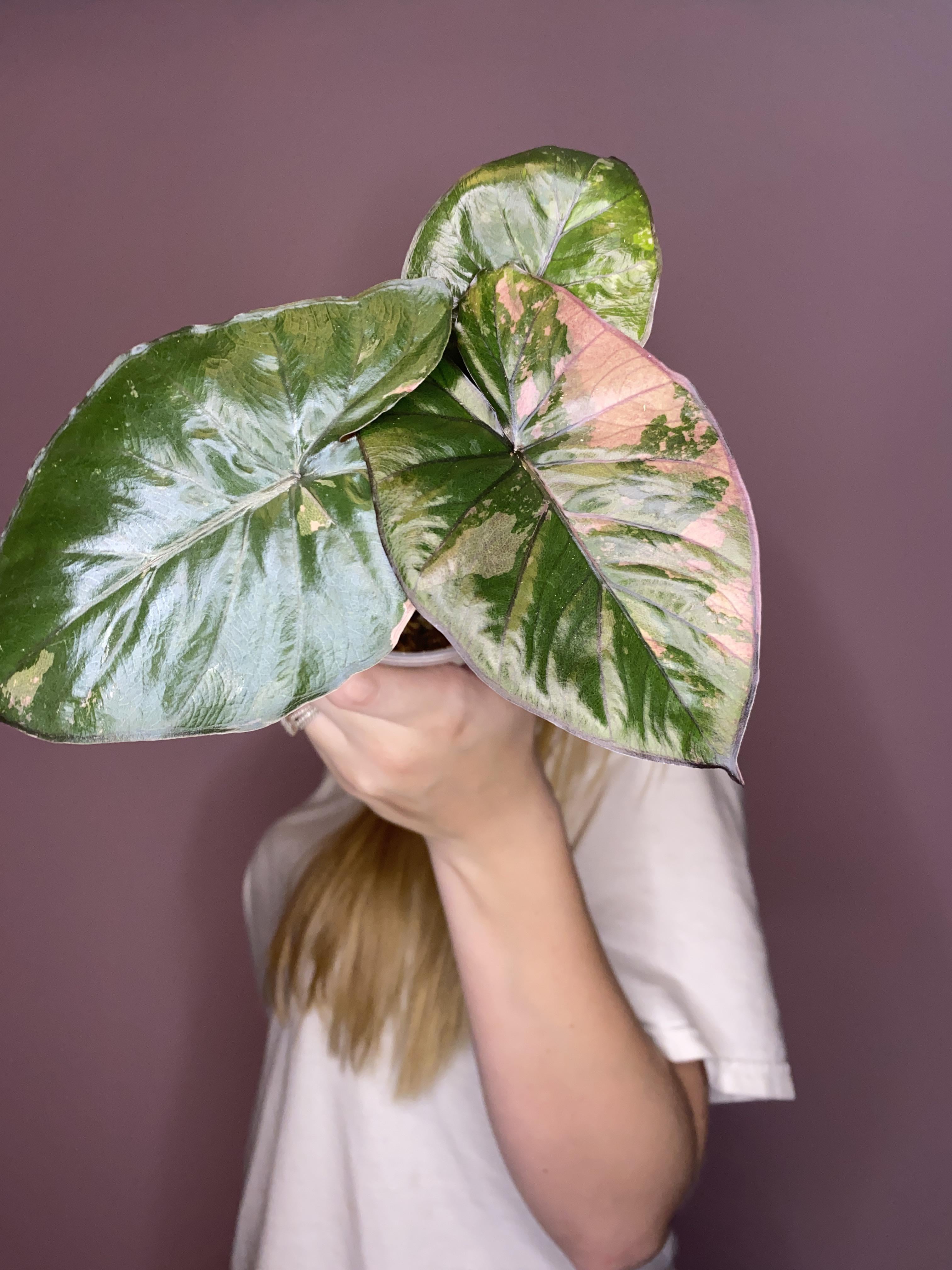 アロカシア セレンディピティ ピンク斑入り : r/RareHouseplants