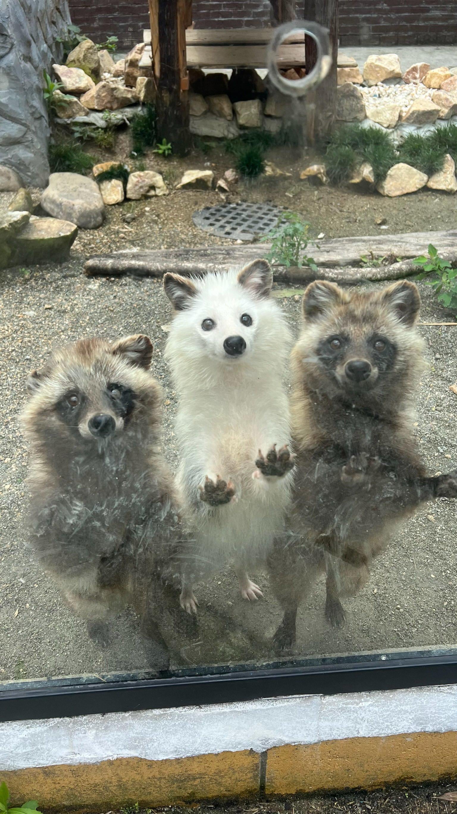 タヌキのリマインダー : r/PlanetZoo