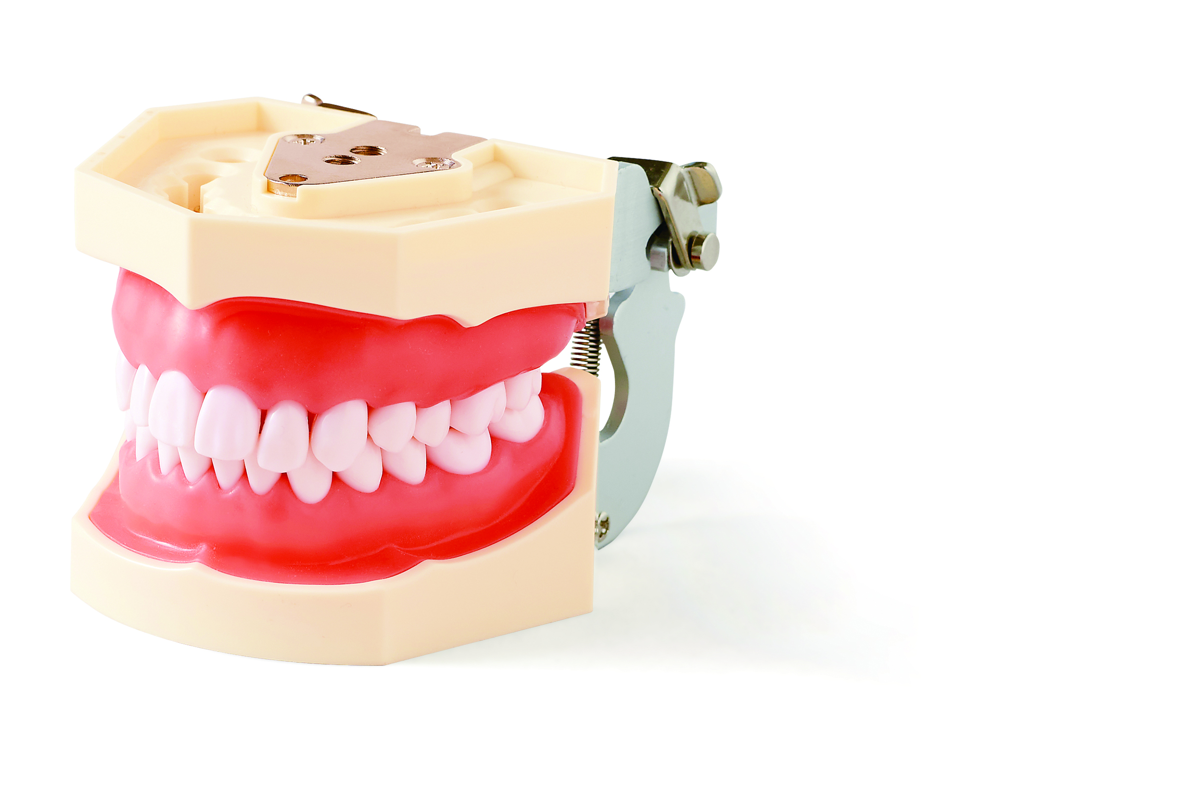 プレミアムプラスジャパン｜Premium Plus Japan｜保存修復実習用模型