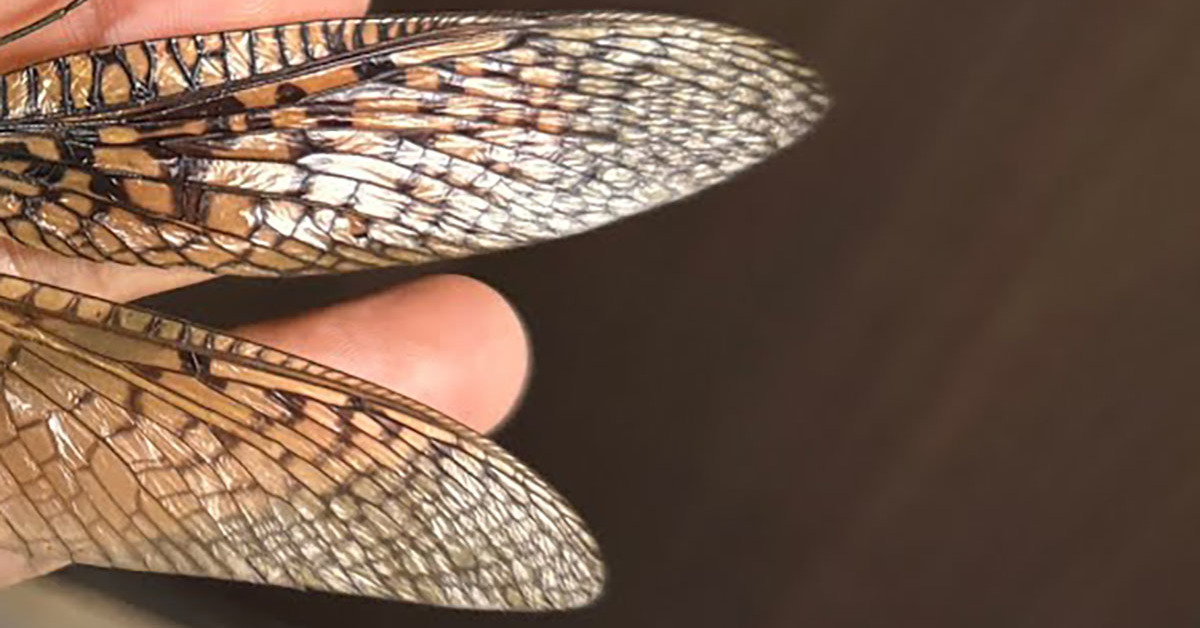 全てが桁違い」 20万円かけて“とんでもない虫”買ってみた 見たことない