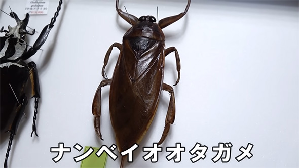 全てが桁違い」 20万円かけて“とんでもない虫”買ってみた 見たことない