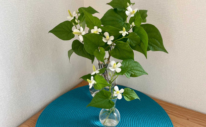 村上光太郎の「薬草を食べる」ドクダミの薬効・食べ方