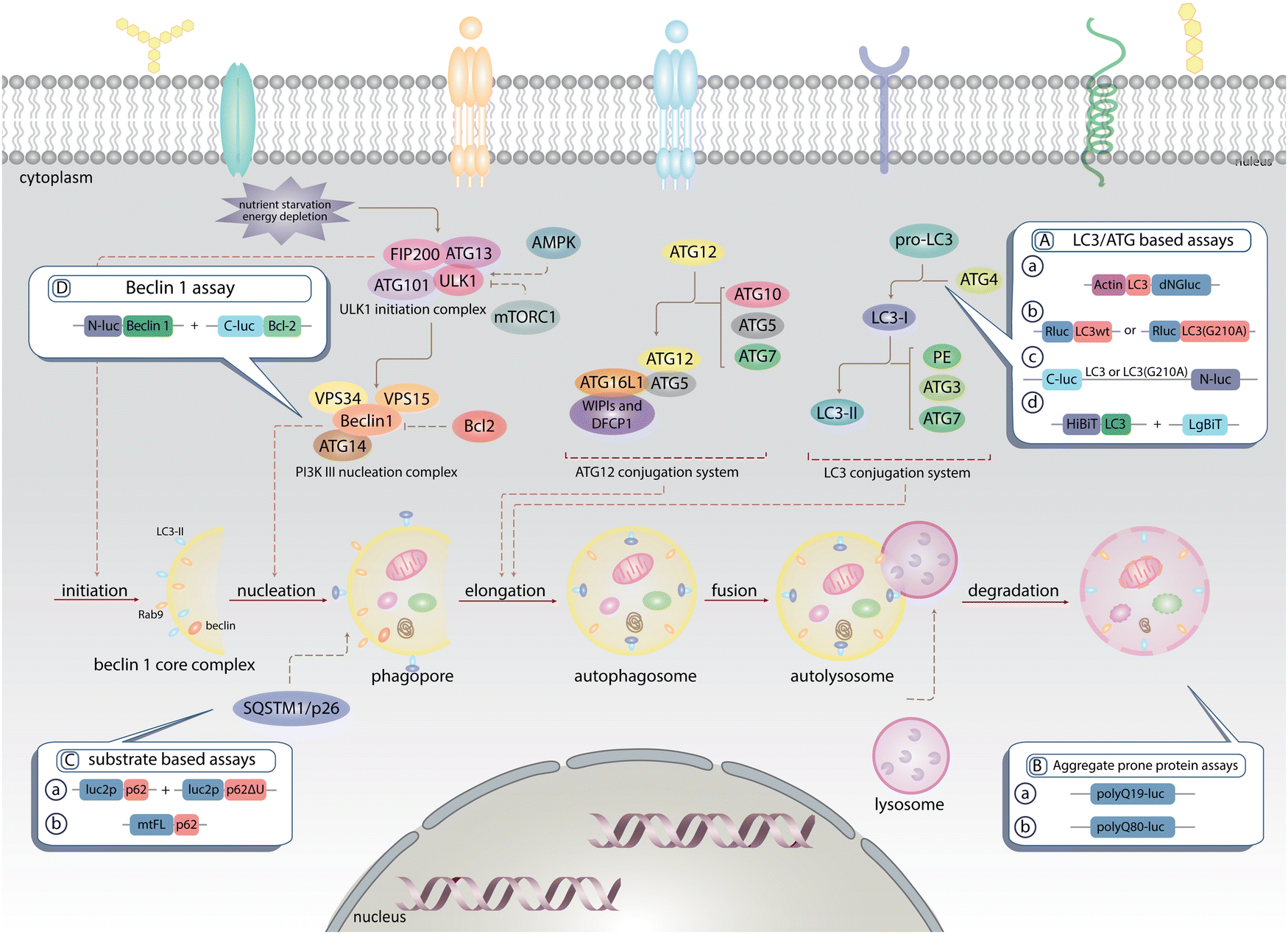 Harnessing luciferase chemistry in regulated cell death modalities