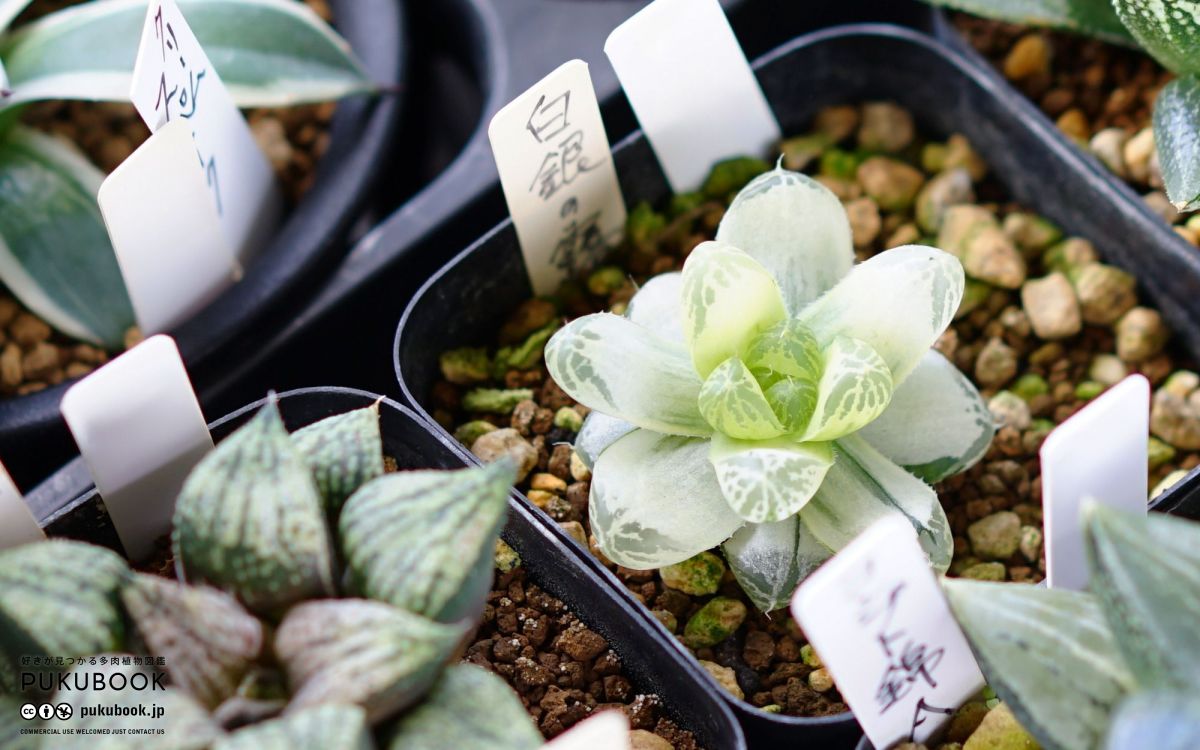 ハオルチア 白銀の露 Haworthia 'Hakugin no Tsuyu'のショッピング