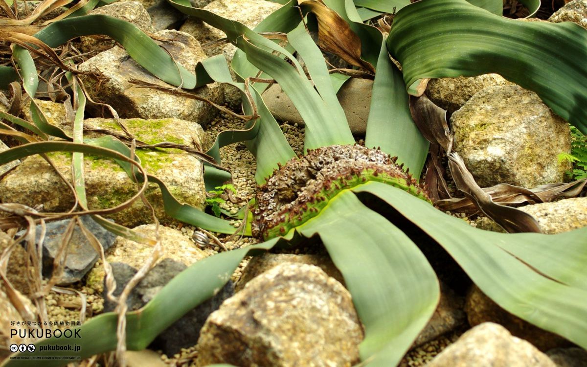 ウェルウィッチア 奇想天外 Welwitschia mirabilisのショッピング